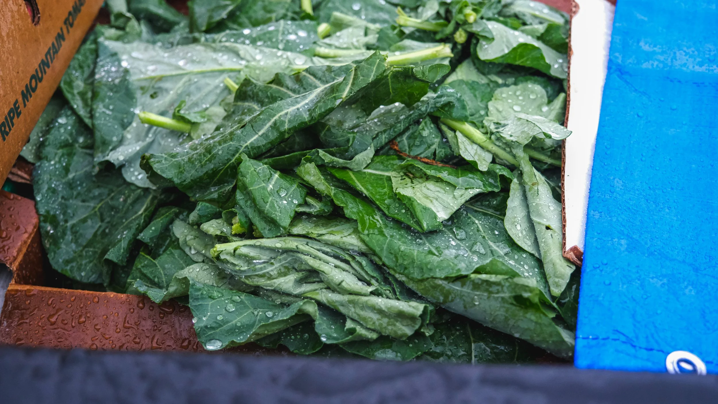 The Black Farm Tour; Modern Black Permaculture