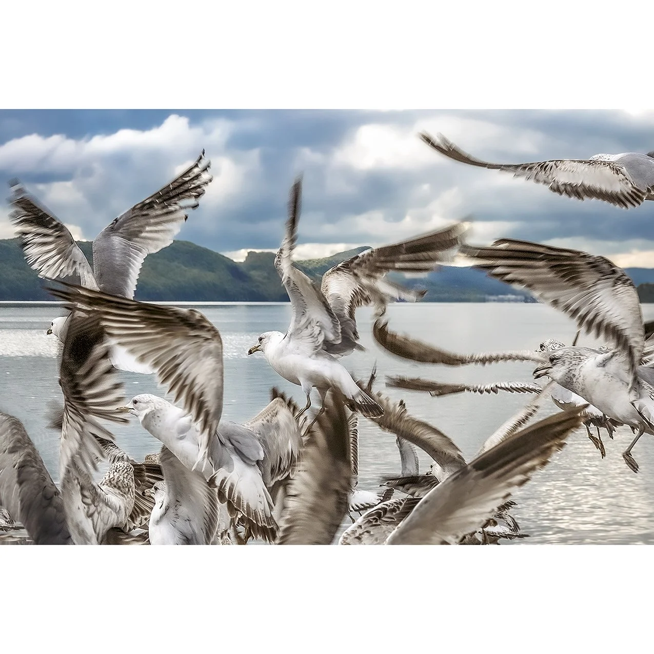 Beauty in Motion.jpg