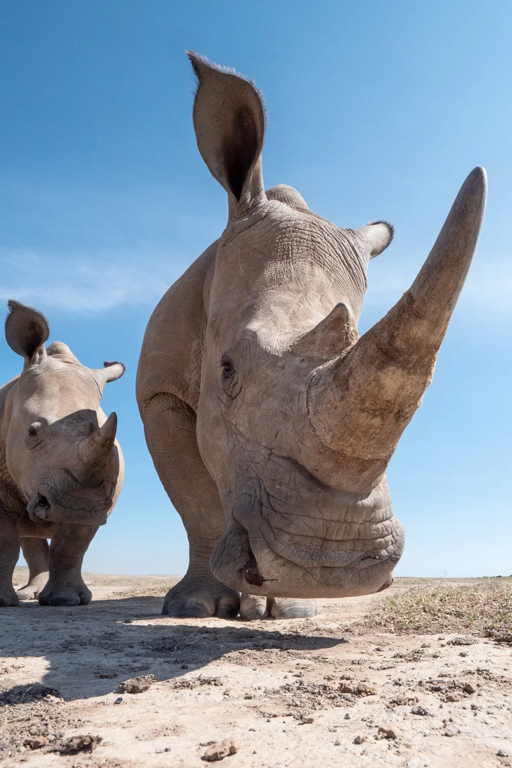 On the Living Values