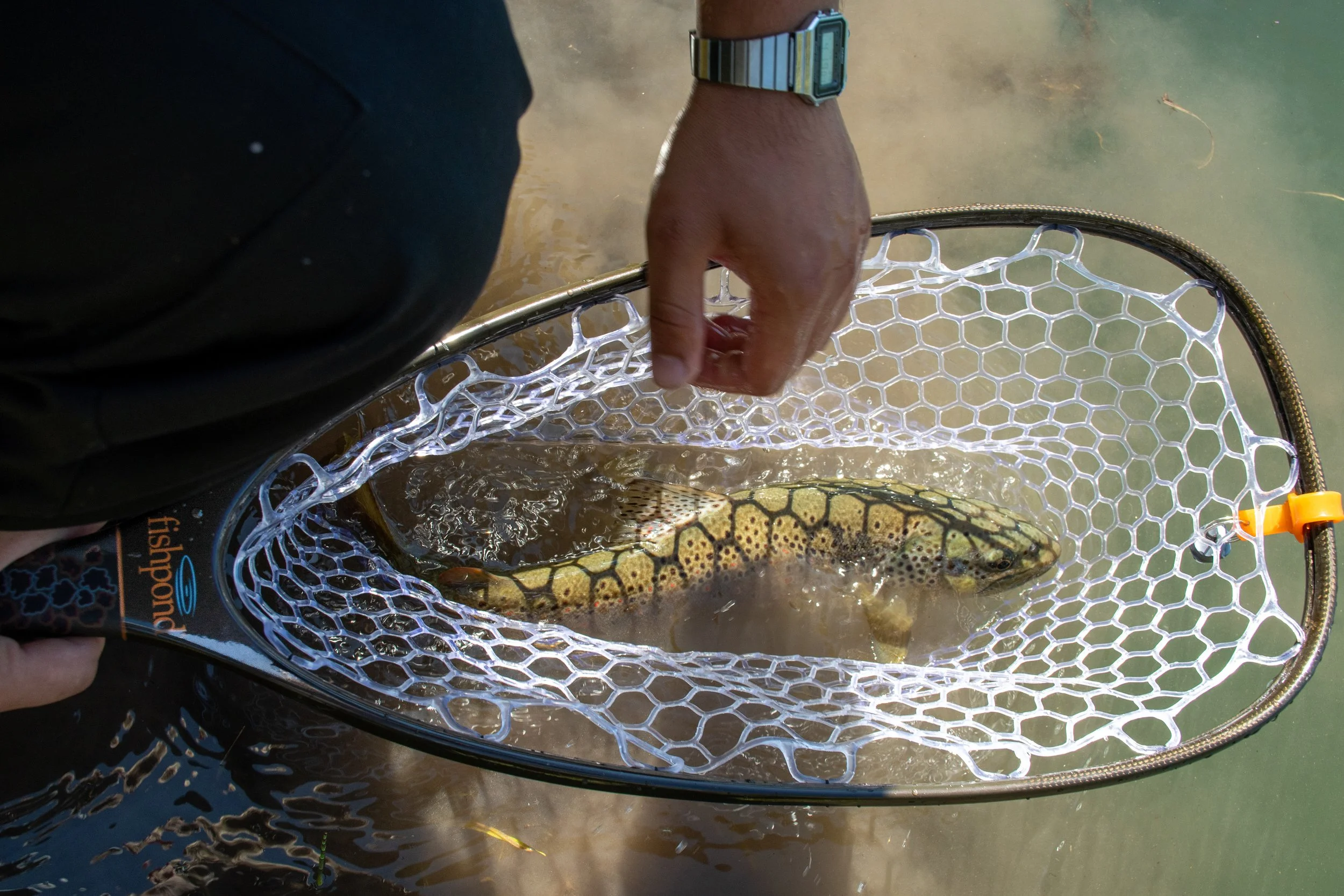Fish_107-2.jpg