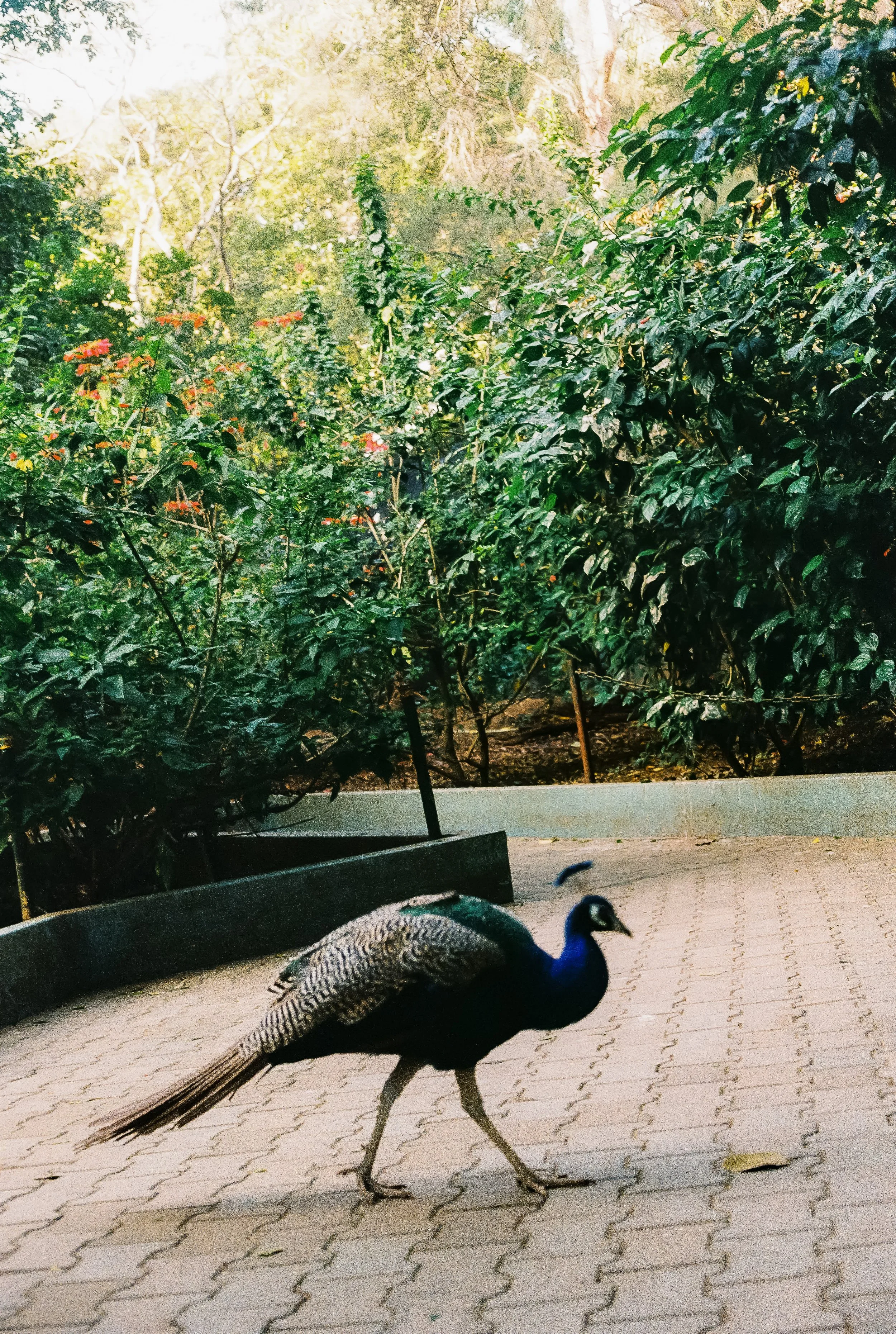 India_Test_0016-2.jpg