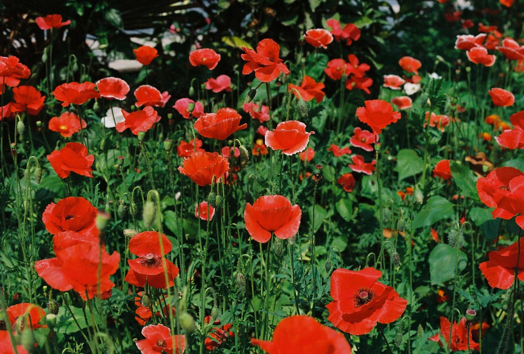  Poppies, India 