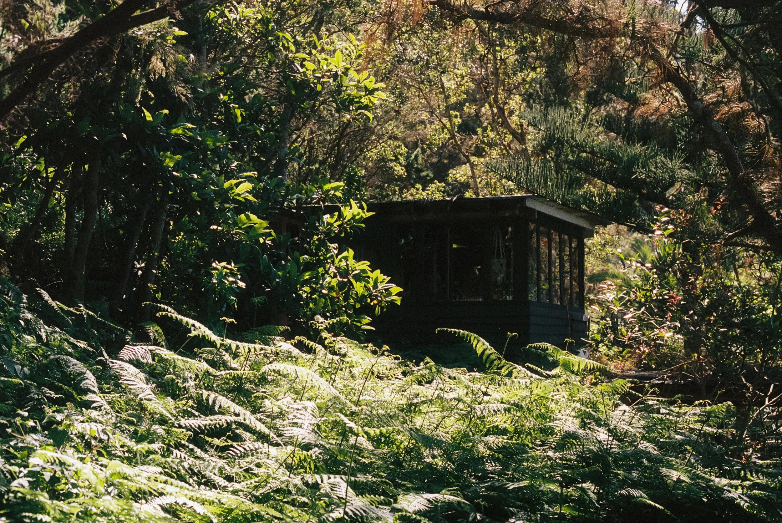 cabin in woods, Kodak Portra