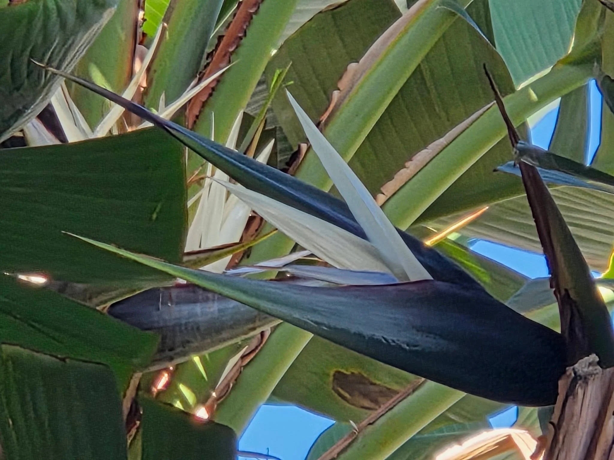 Although rarely posted as their more colorful family... These white Birds of Paradise are still stunning.... The same process of development... There are many Beautiful Spirits out there... Maybe not noticed by us... But Admired by Spirit... Well, I 