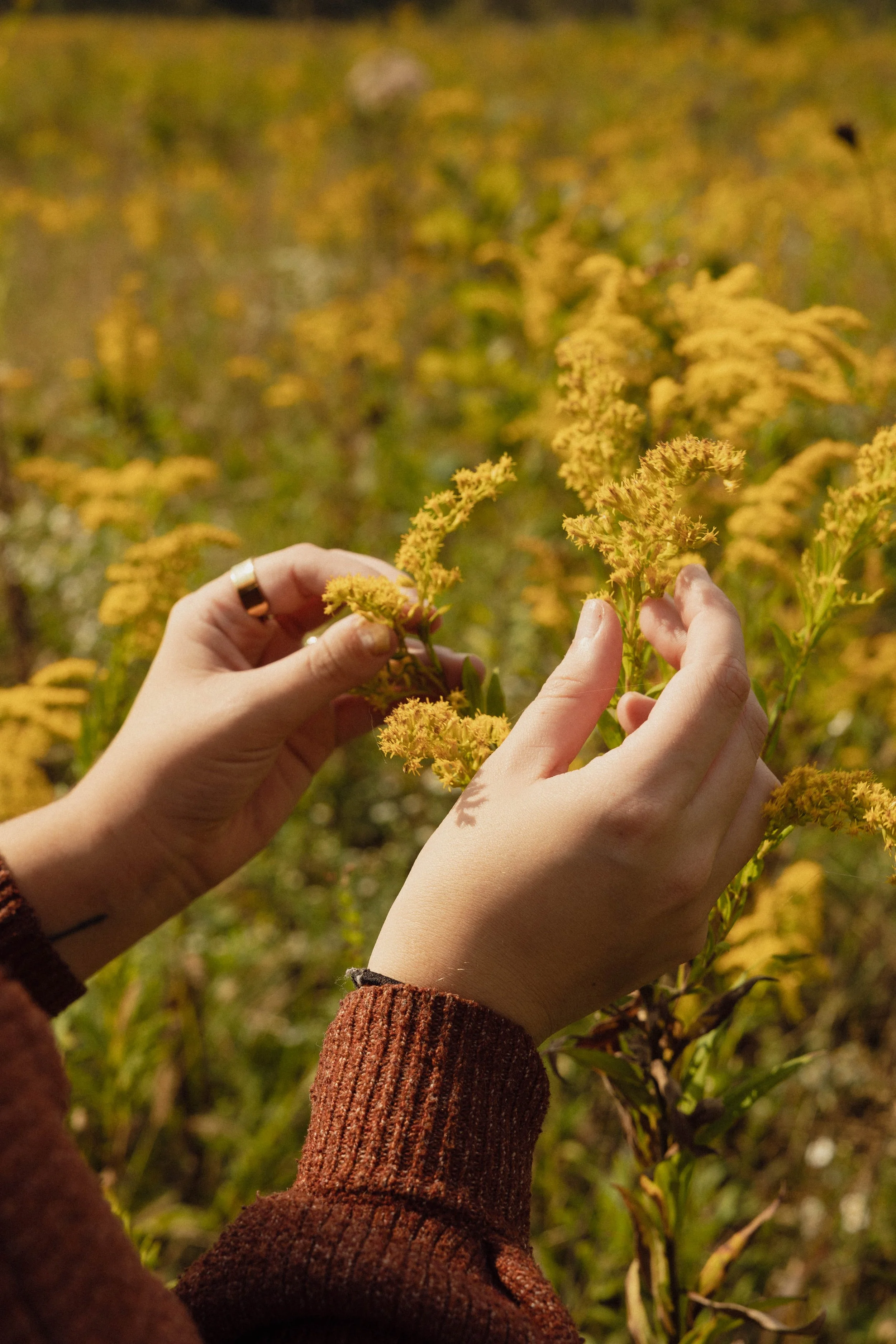 Person holding yellow flowering plant in a field during daytime.