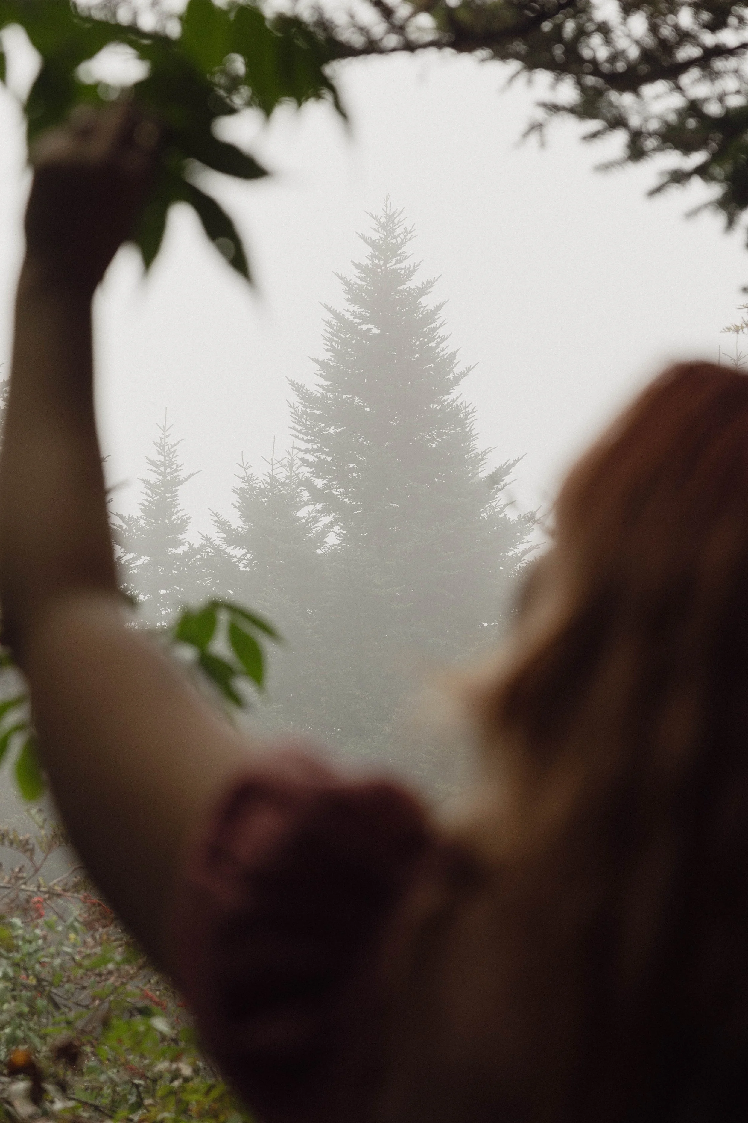 A person with long hair, seen from behind, looks at a foggy, distant evergreen tree through a window framed by leaves and branches.