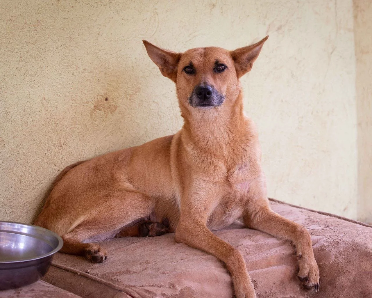 A tan-colored dog 