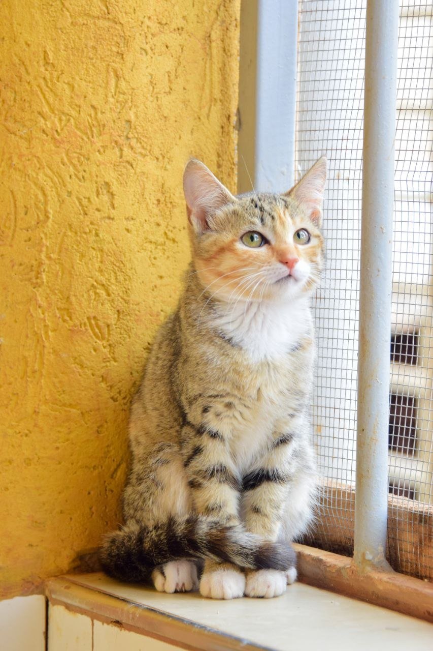 A close-up of a light orange tabby cat lying in a small, enclosed space, looking directly at the camera.