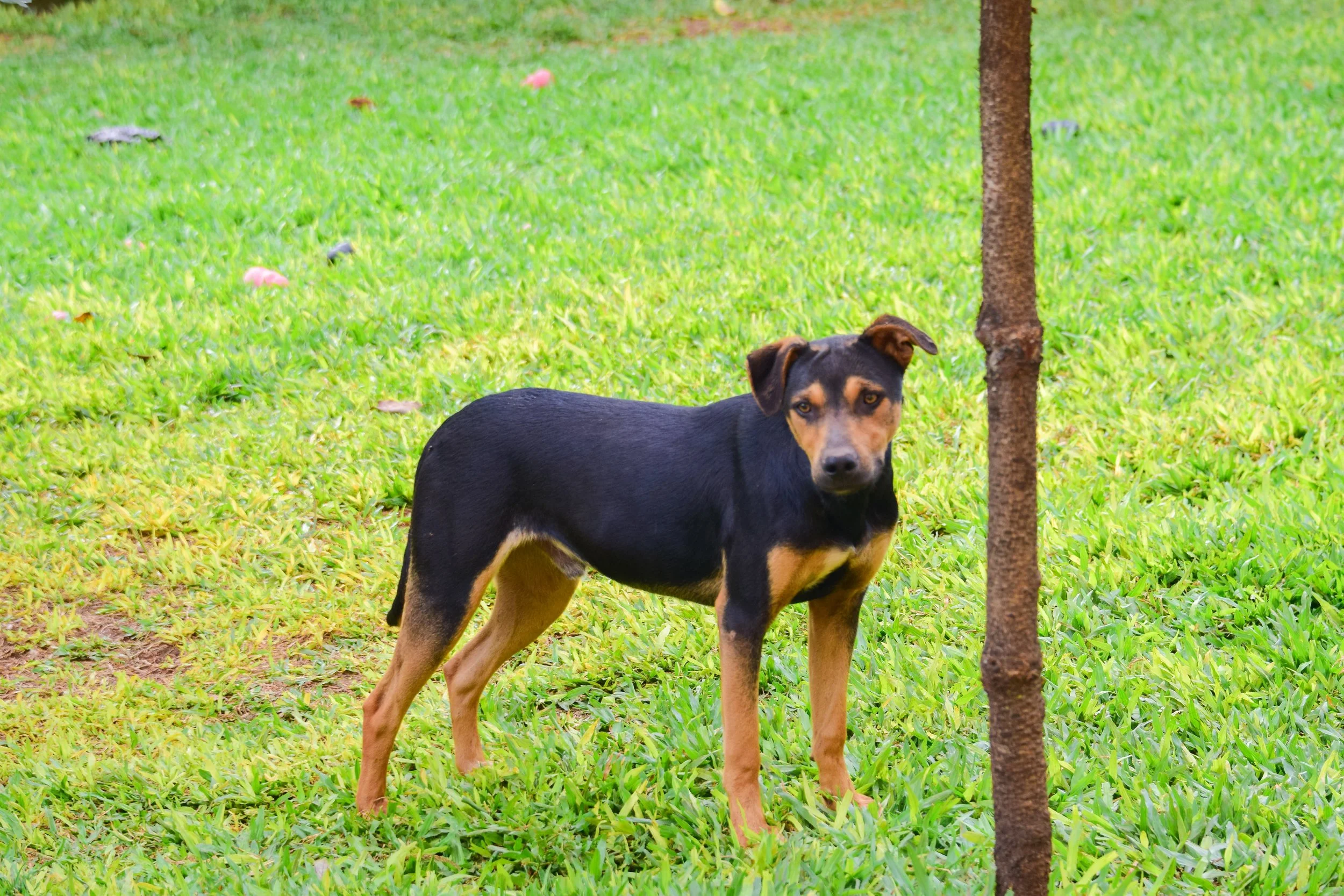 Adopt