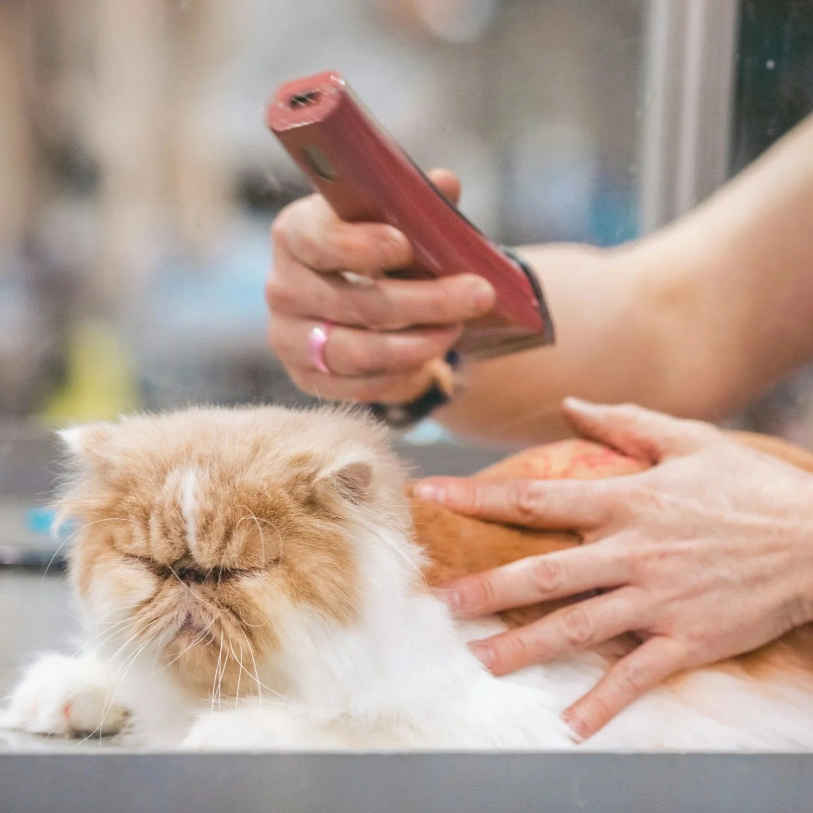 Cat Service