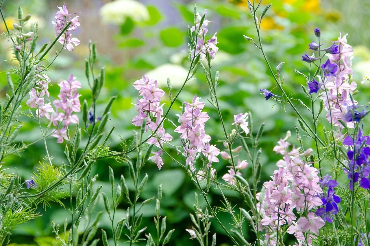 Rocket Larkspur - Delphinium consolida