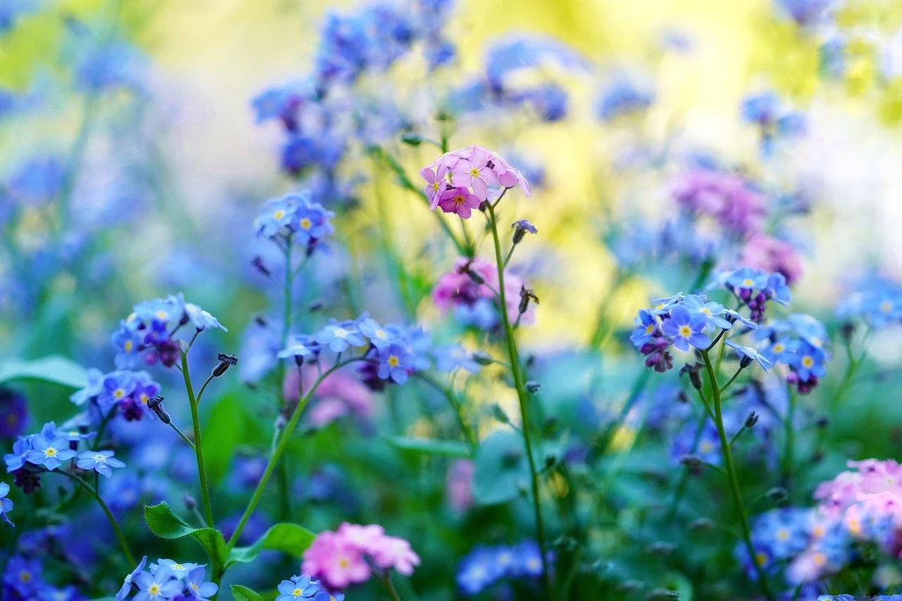 Chinese Forget-Me-Not - Cynoglossum amabile