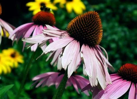 Purple Coneflower - Echinacea purpurea