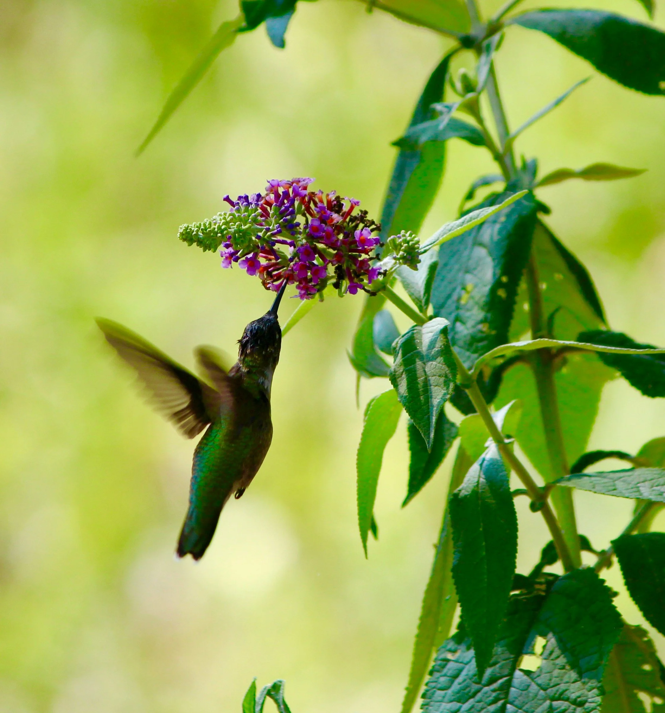 Attract More Hummingbirds: The Best Flowers for Every Zone