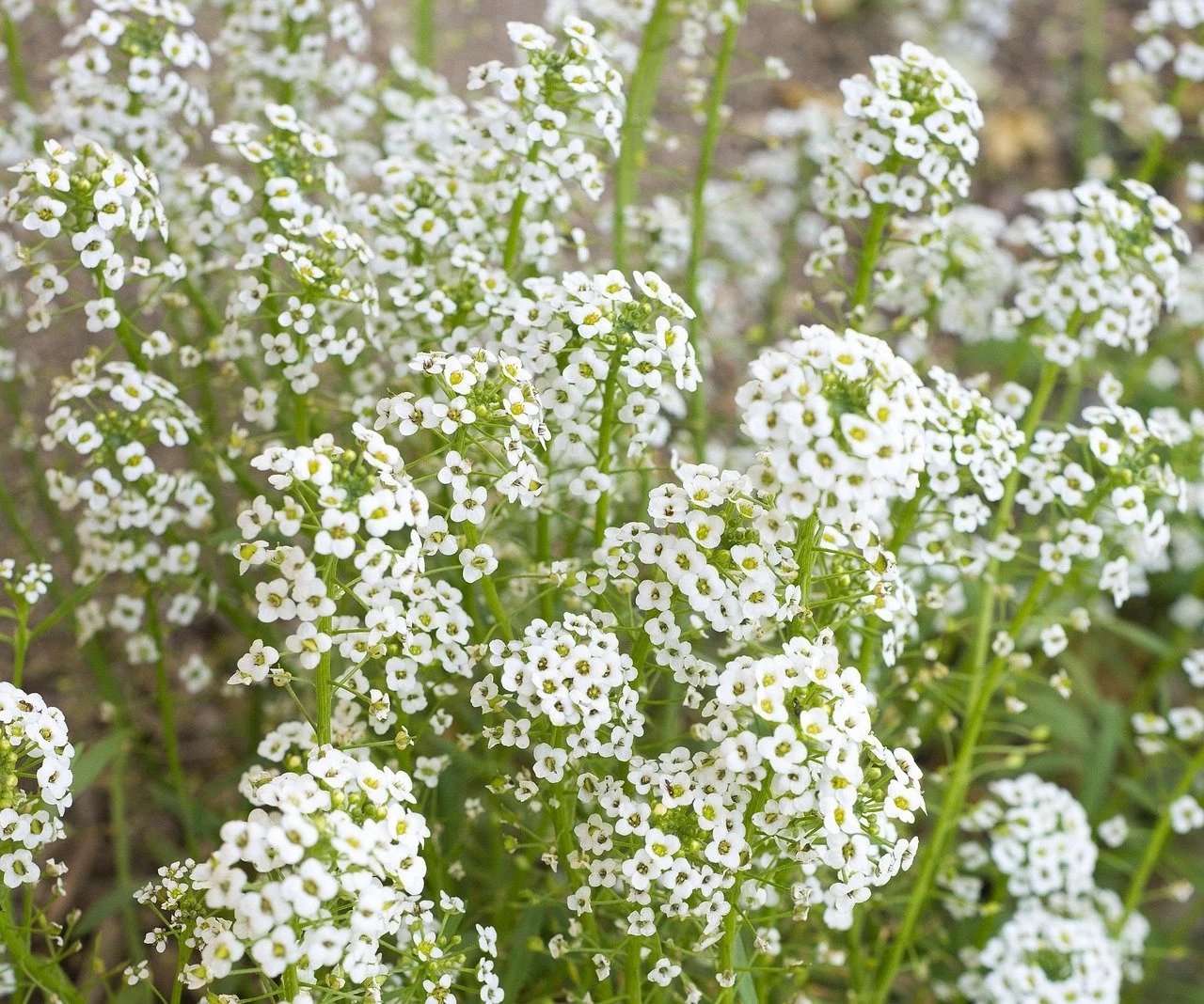 Baby's Breath - Gypsophila elegans