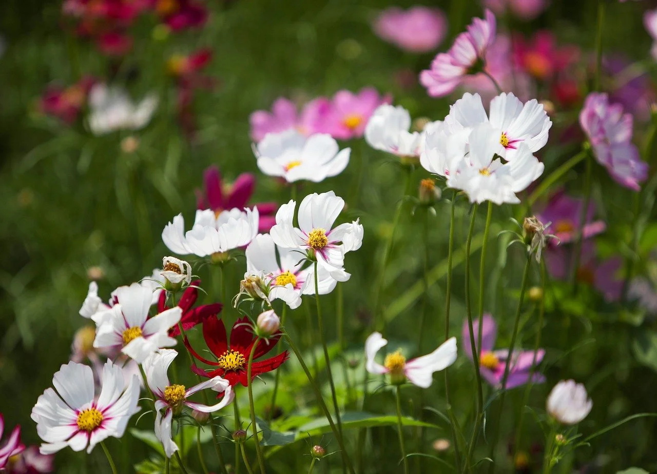 Wild Cosmos - Cosmos bipinnatus