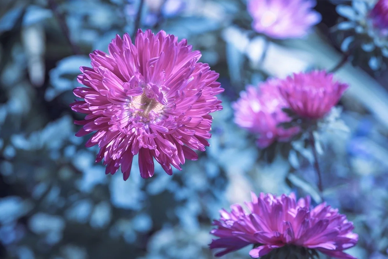 China Aster - Callistephus chinensis