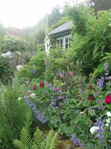 Knockrose garden 2.jpg