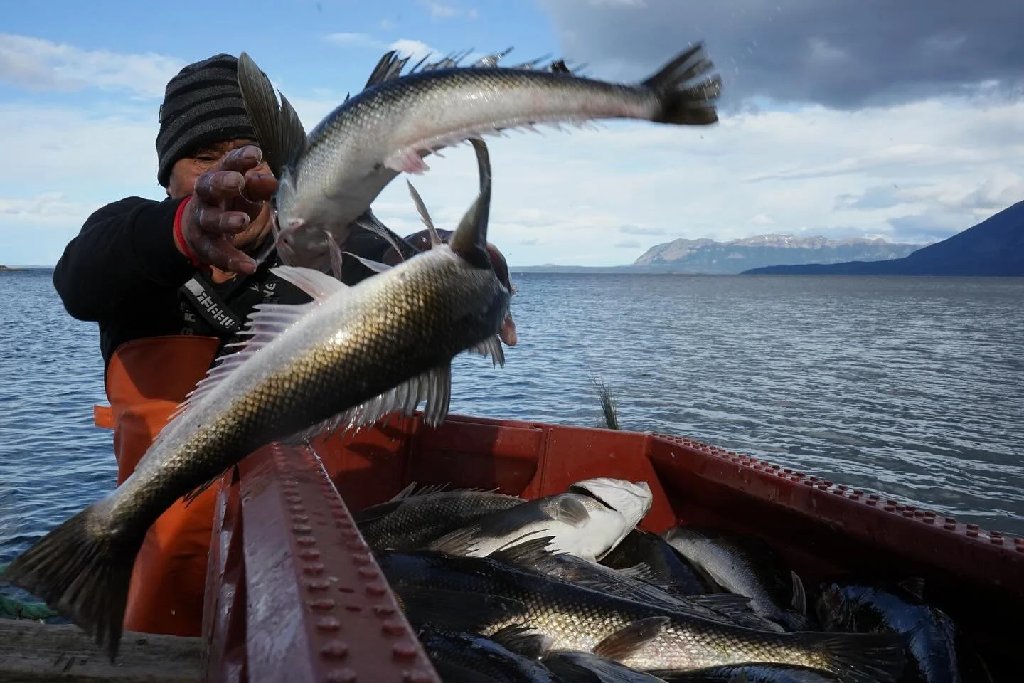 In November, I went out fishing for sea bass with Reinaldo Caro, one of the very last Kawésqar fishermen navigating Patagonia’s fjords. Caro and his daughter Leticia, who sails with him, decry the environmental and cultural consequences