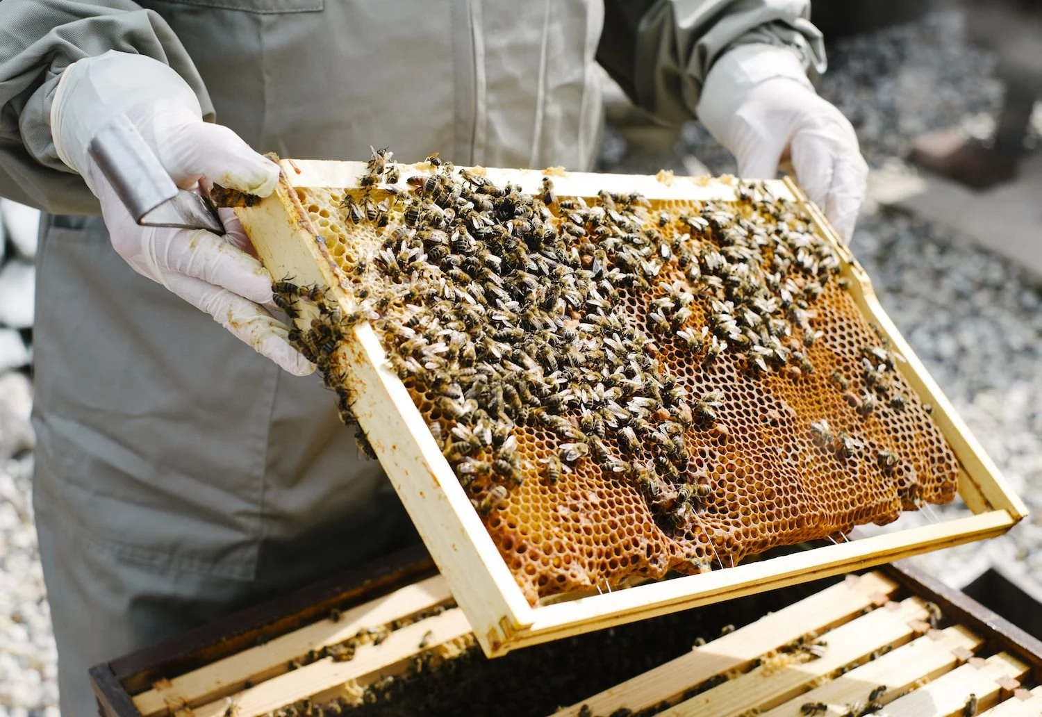 Beekeeping at the Shed