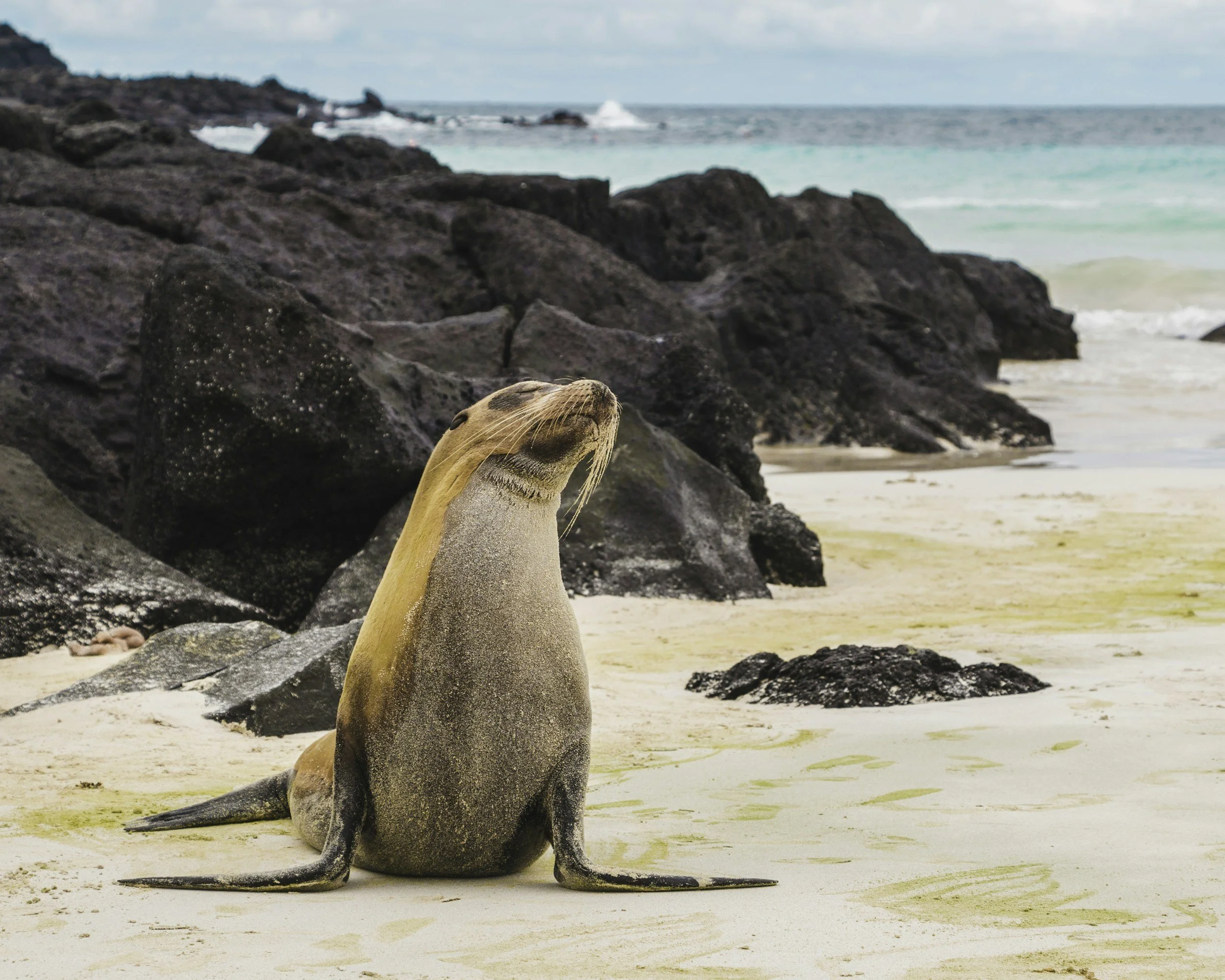 Seal on the beach in the Galapagos Islands