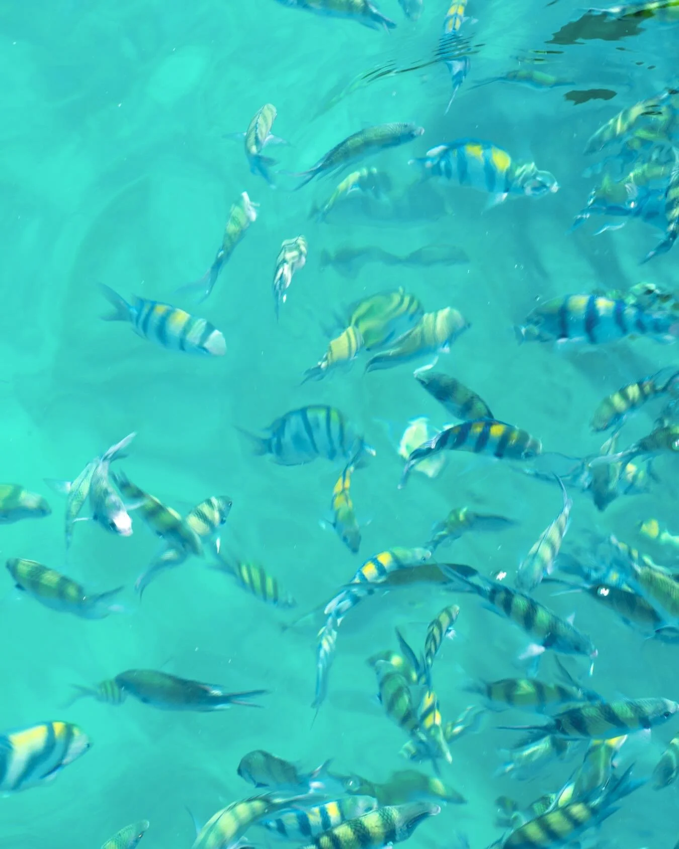 Where is the best place that you&rsquo;ve snorkelled? Help us dream away these weary wet Cochrane days with waters that are much warmer!!

#fourstoriestravel #rainydays #snorkellife #travelwithpurpose