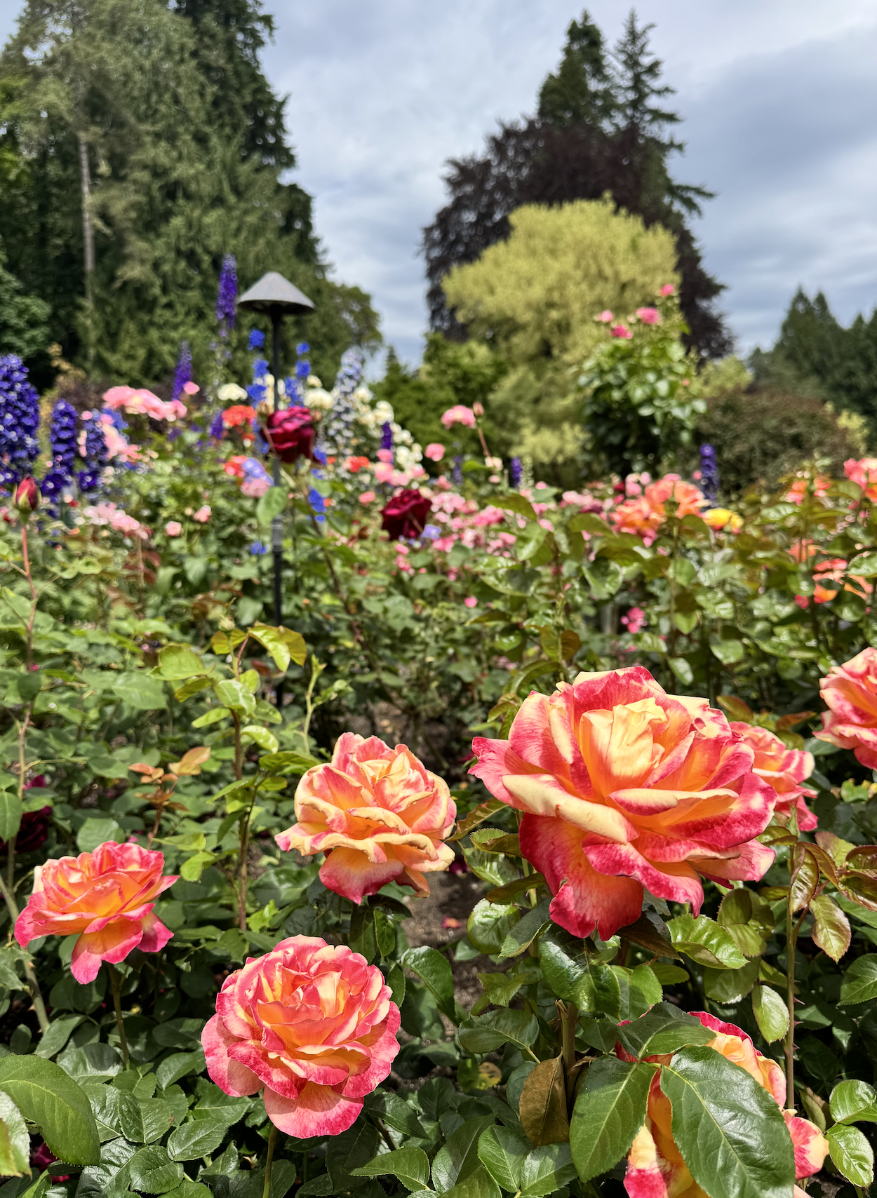 Six Days on Vancouver Island:                             A Calgarian's Guide to Victoria, the Island Highway &amp; Butchart Gardens