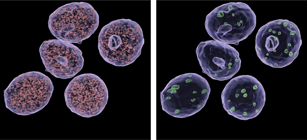   Small (left) and large (right) condensates of Med14 inside nuclei of pancreatic beta cells. (Image courtesy of Salk Institute)  