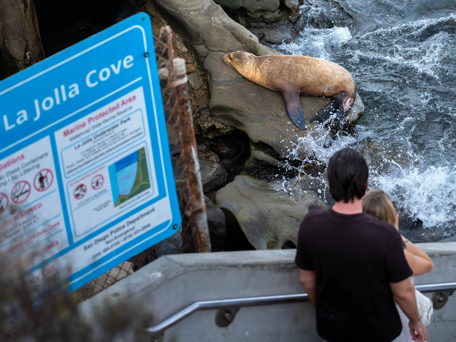 Should La Jolla Cove close to protect sea lions? San Diego faces mounting pressure