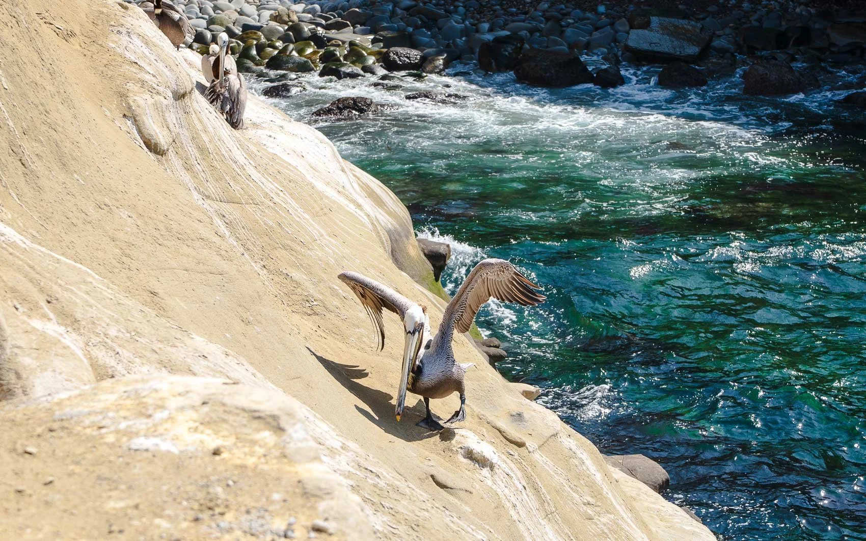 Starving seabirds line San Diego’s coast. Rising ocean temperatures are to blame