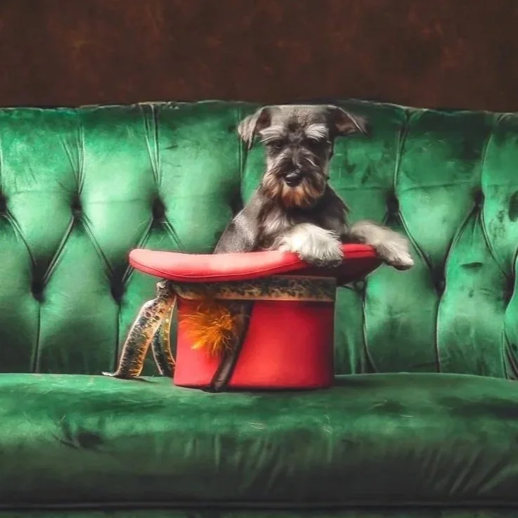 A Mini Schnauzer puppy peeking out of a red top hat on a green tufted velvet couch.