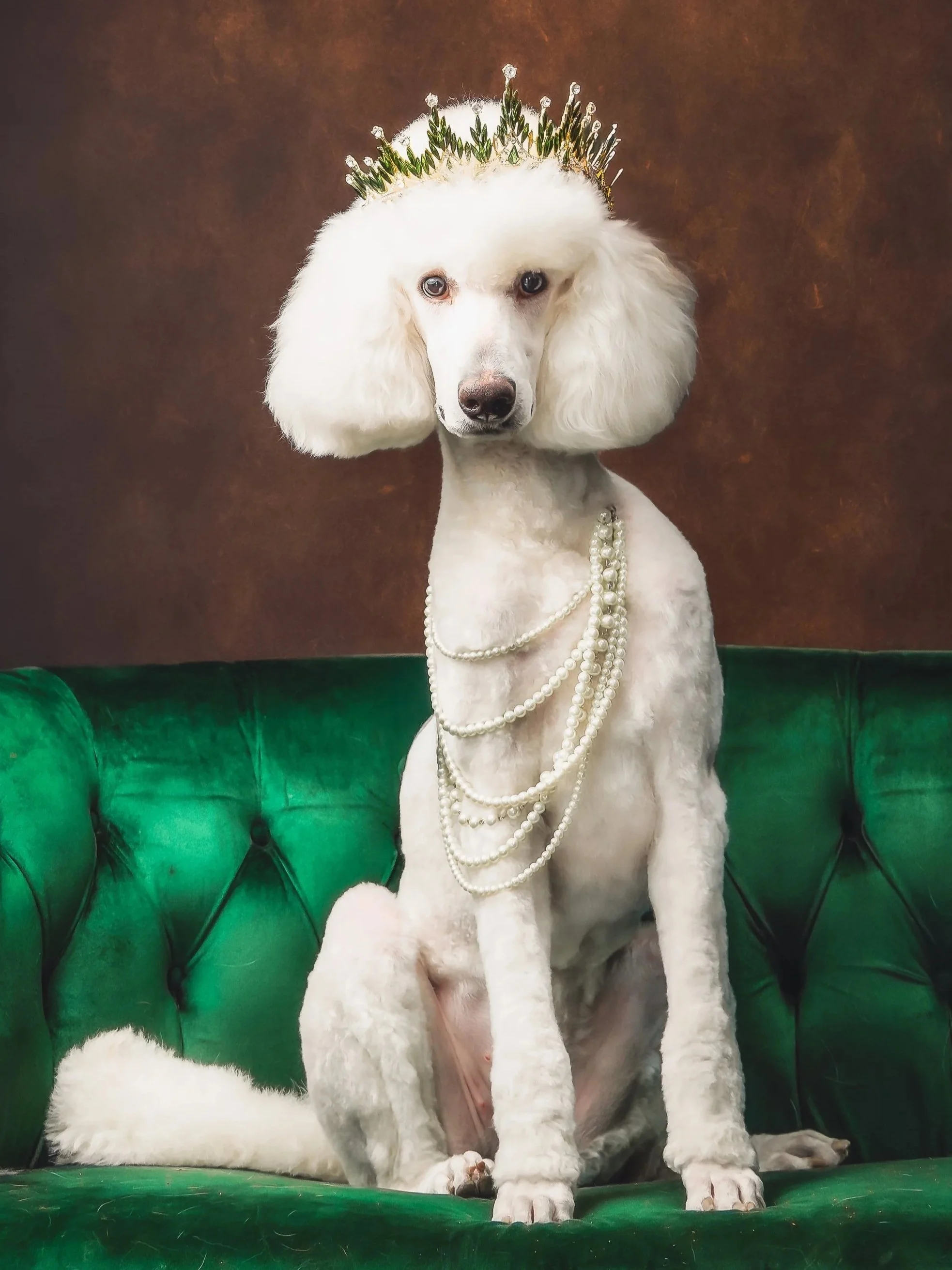A white standard poodle dog sitting on a green velvet couch, wearing pearl necklaces and a crown with emerald, green jewels and diamonds on its head, against a brown background.