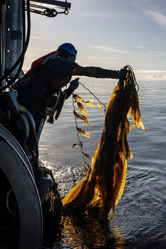 A crew member hauling kelp aboard a working vessel at sunrise