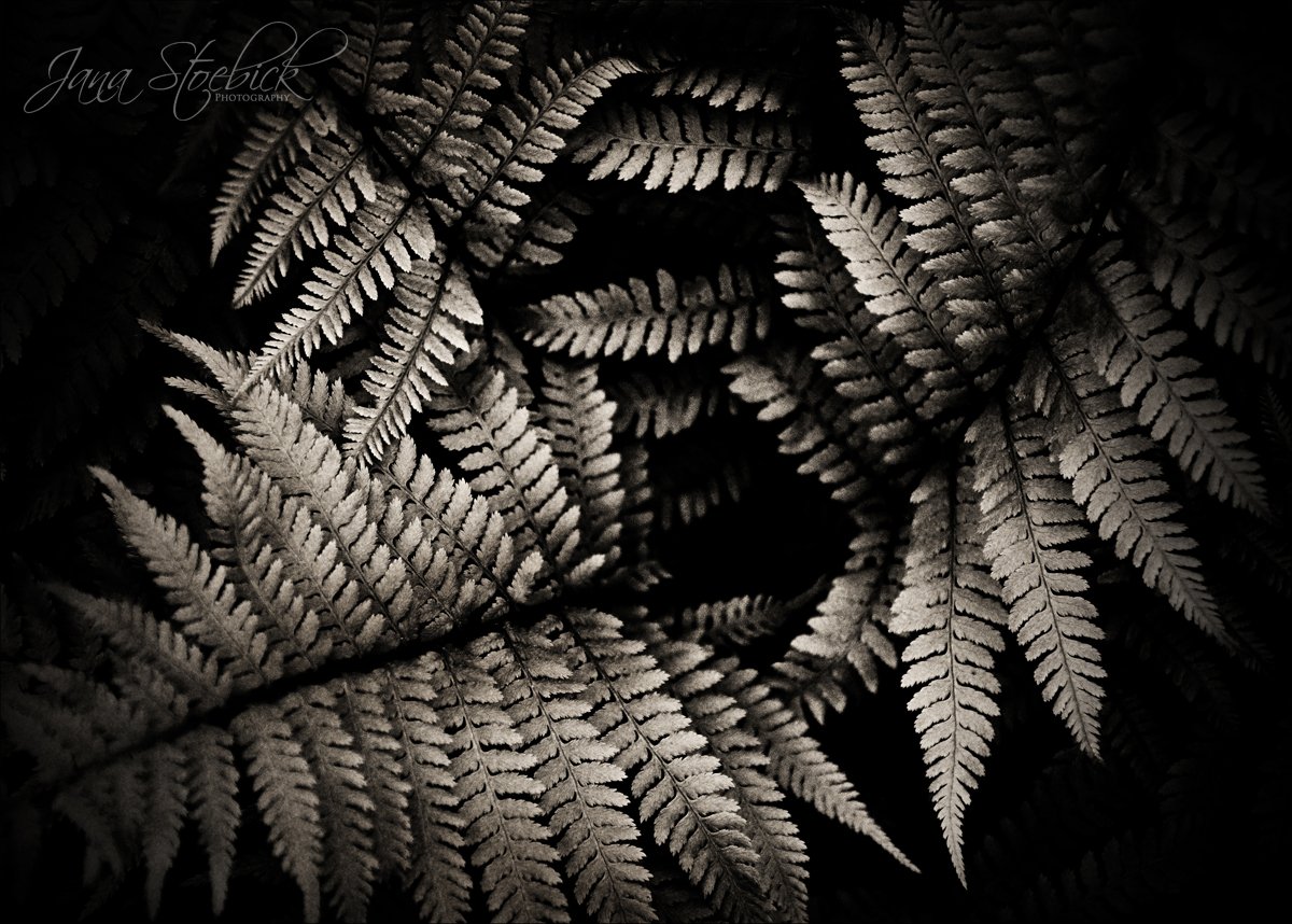 Fern - Stoebick