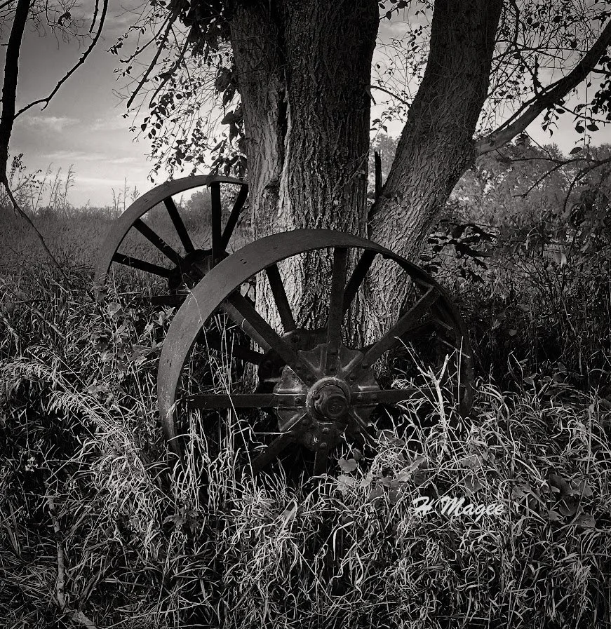 Tree on the go - Magee