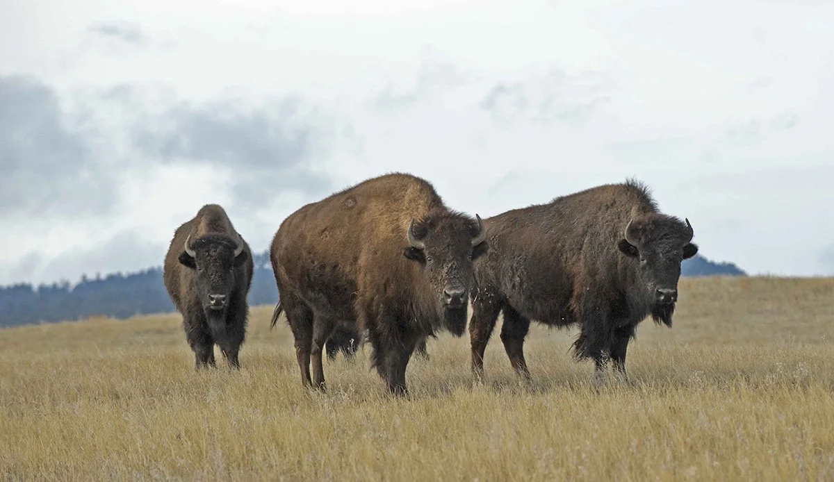 Bison in Brown - Davenport