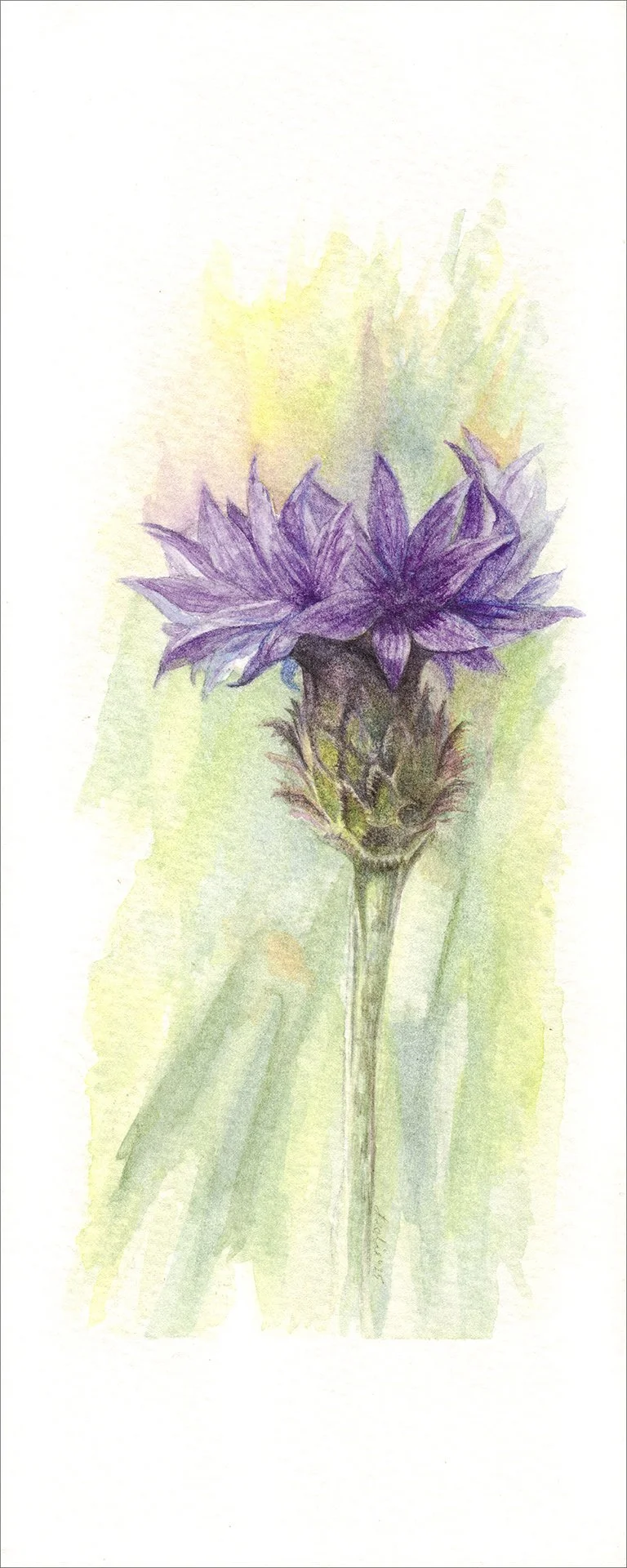Cornflower