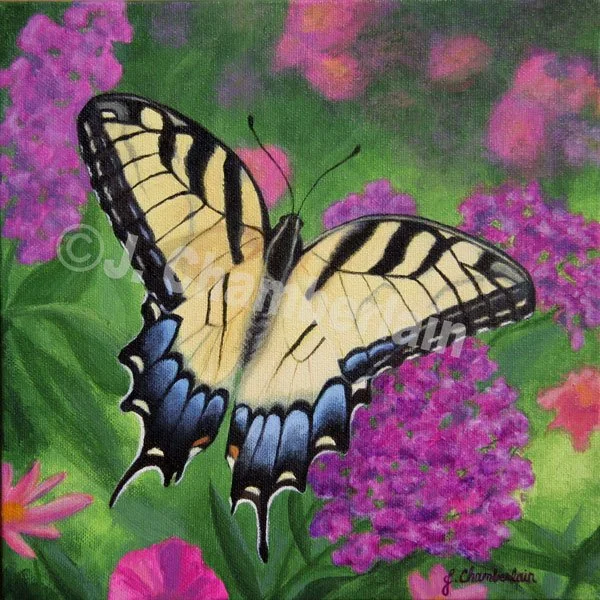 MYBfly - Chamberlain