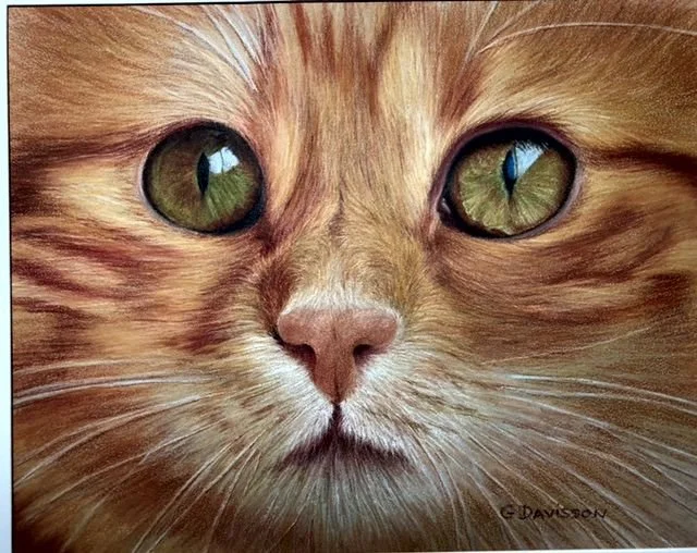Orange Tabby  - Davisson