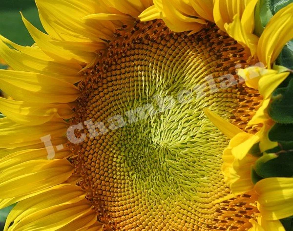 Sunflower - Chamberlain