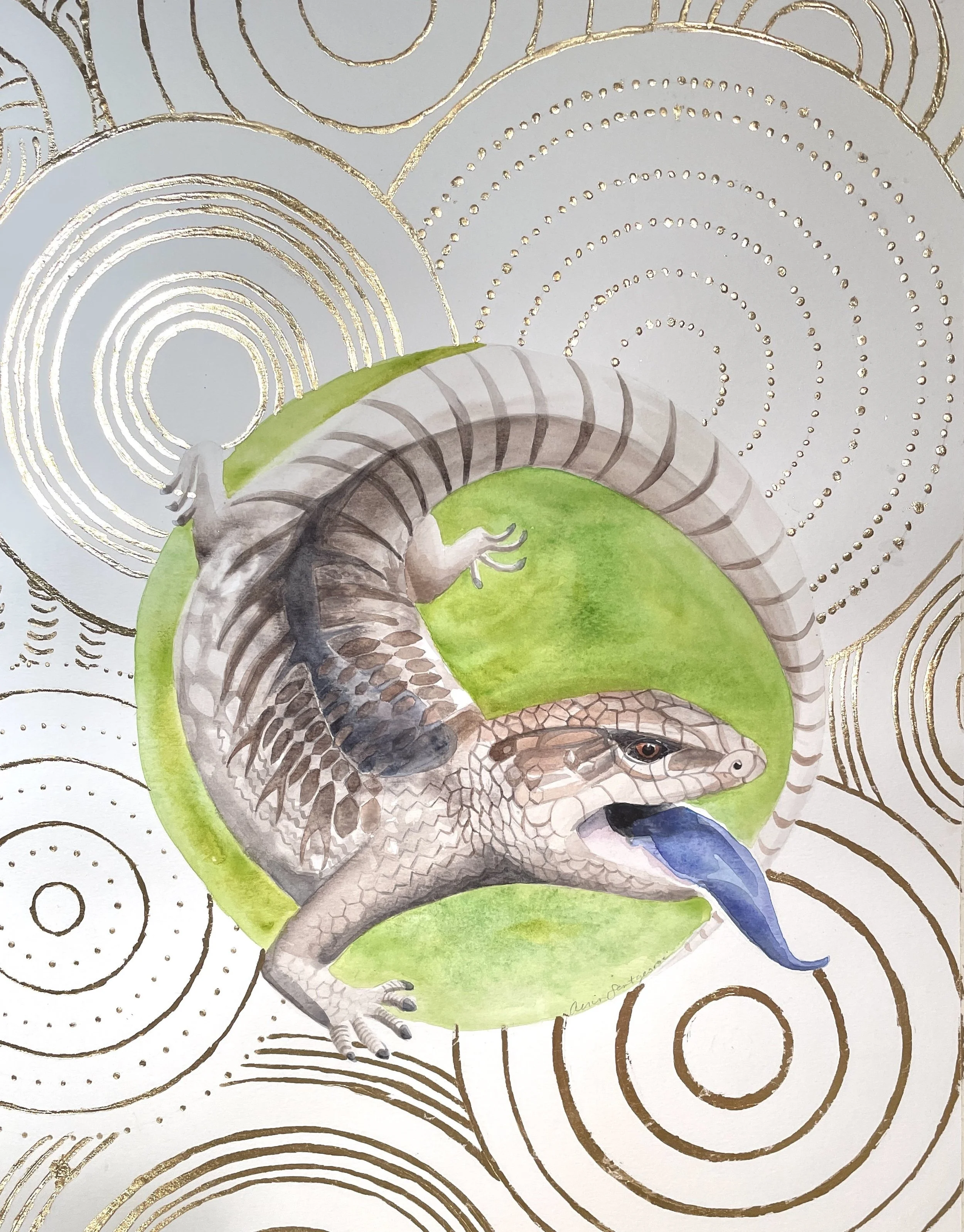 Bluetongue Lizard - Sentgeorge