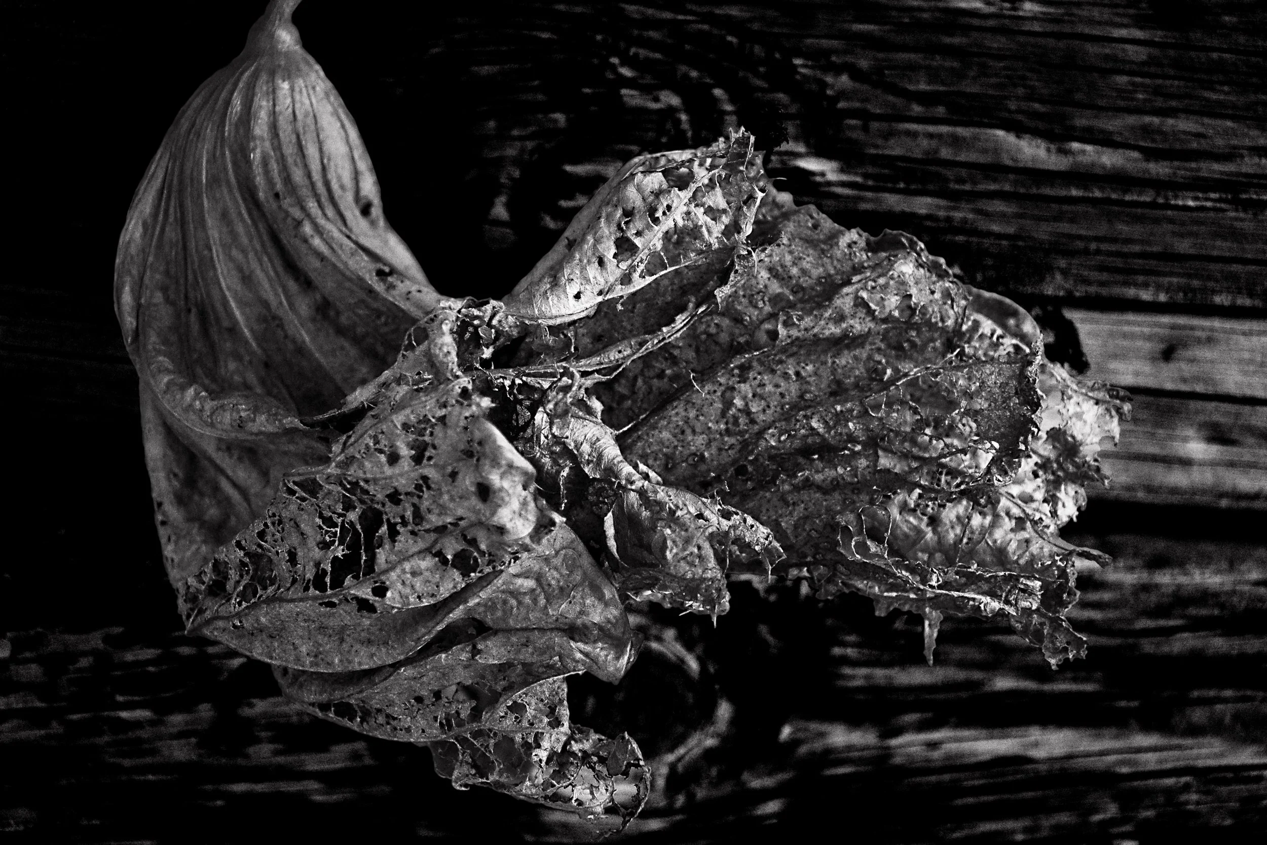 Decay - Snyder