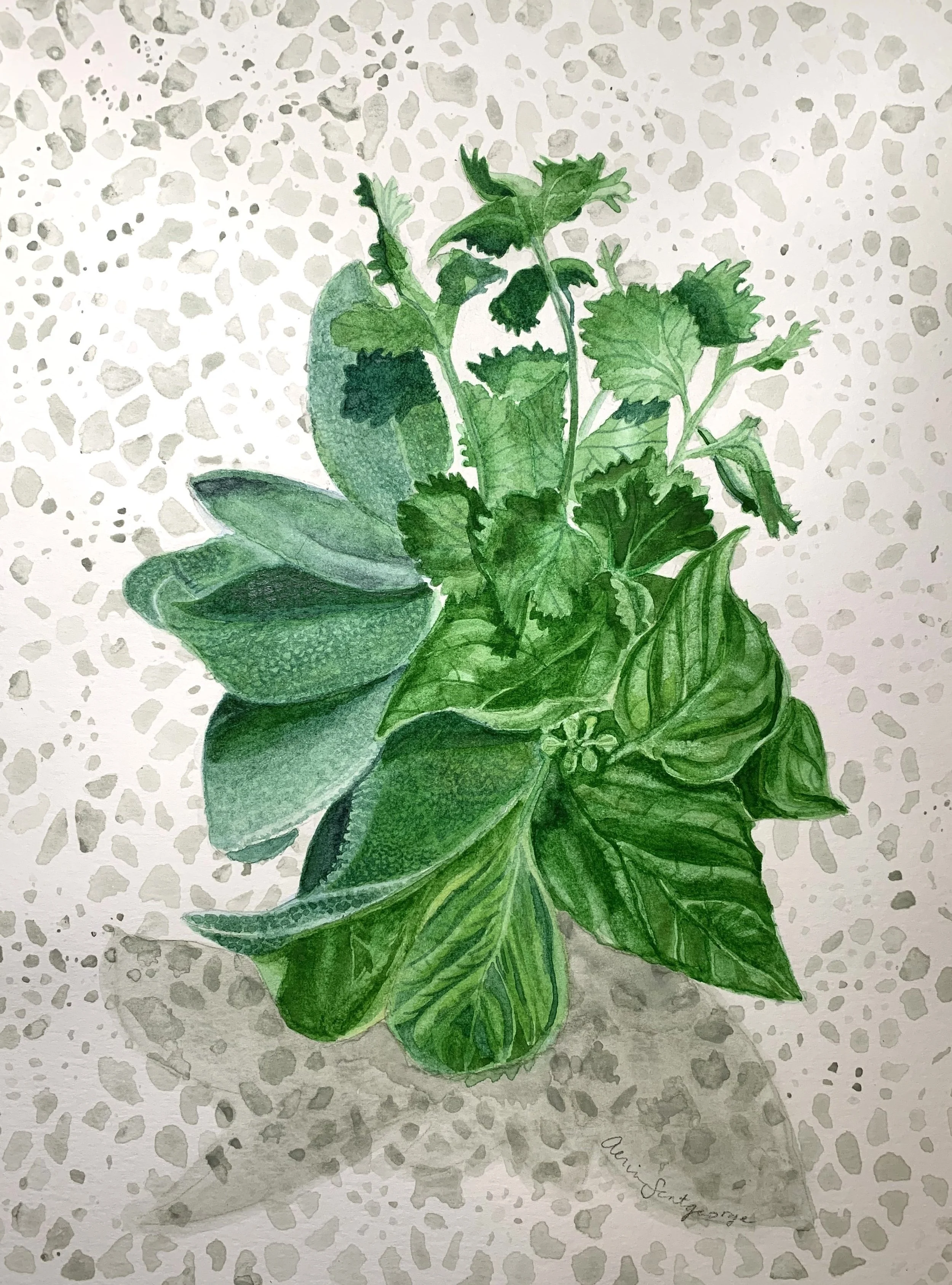Sage Cilantro Basil - Sentgeorge
