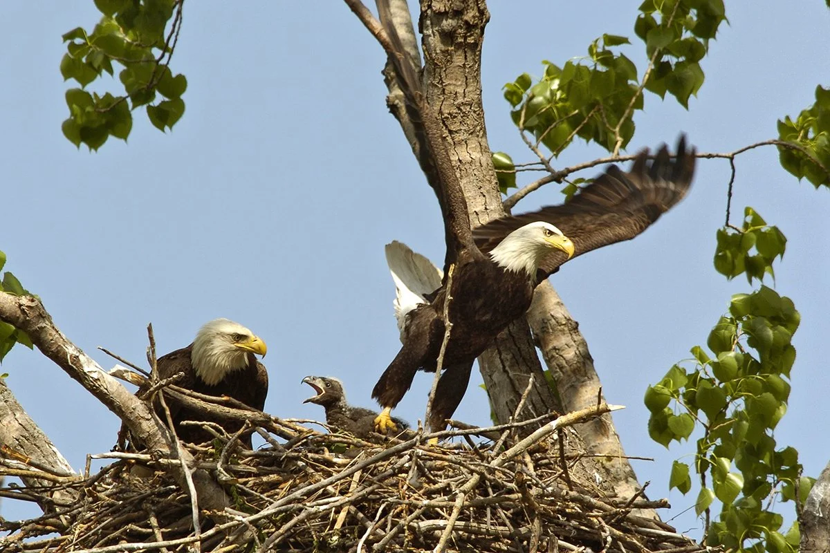 Bald Eagle - Davenport