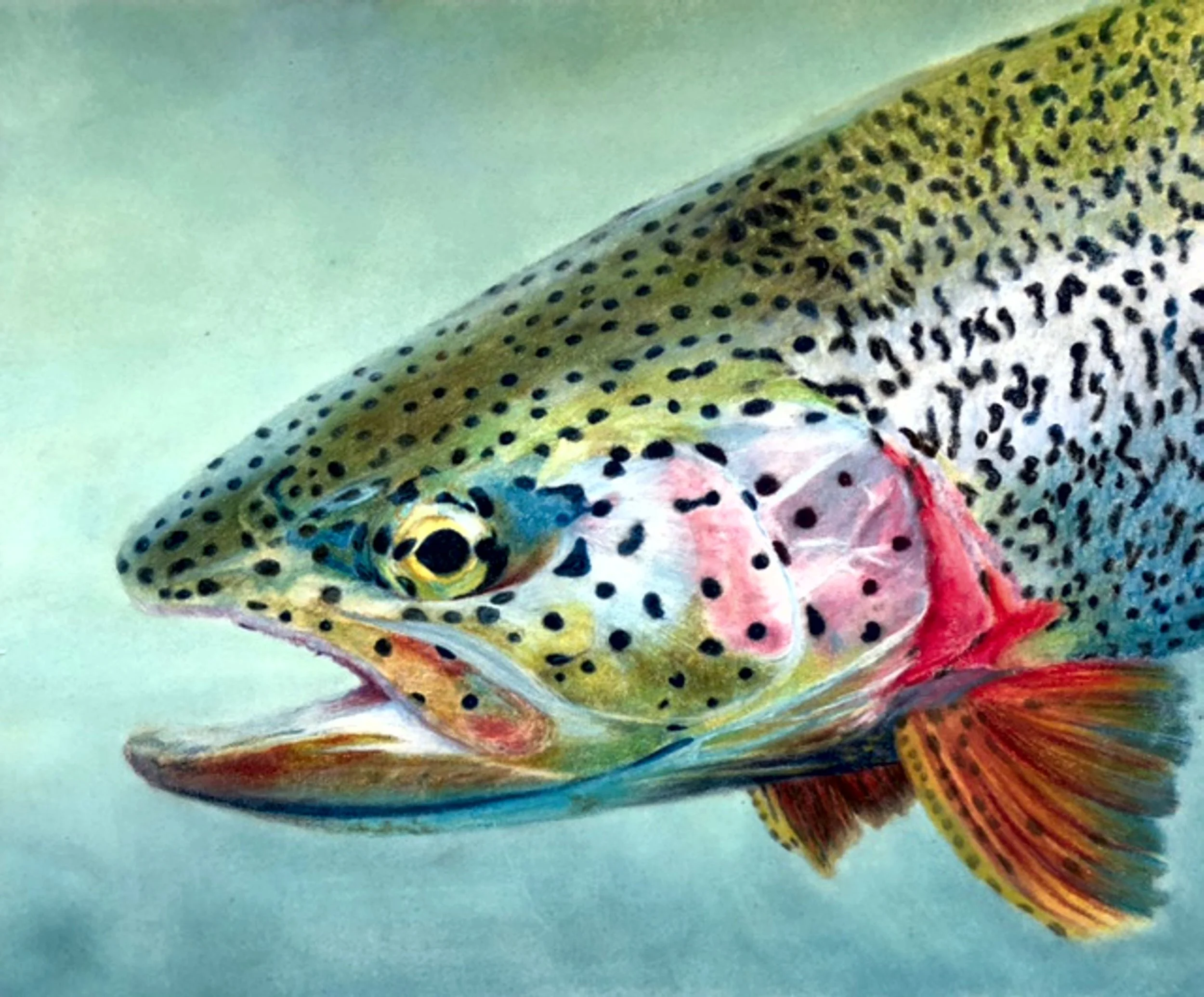 Trout - Davisson