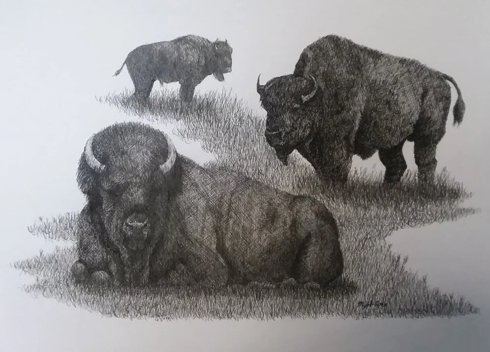 American Buffalo - Ransom