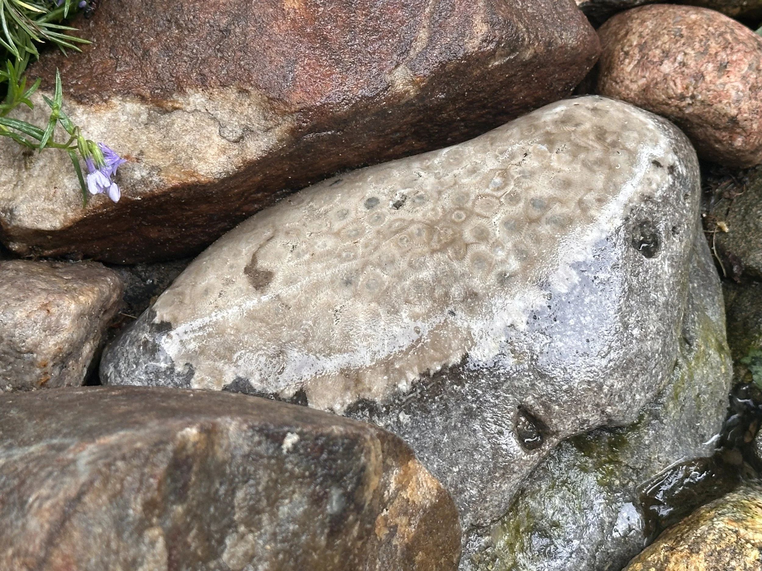 Beach vs Inland Petoskey Stones (My Experience)