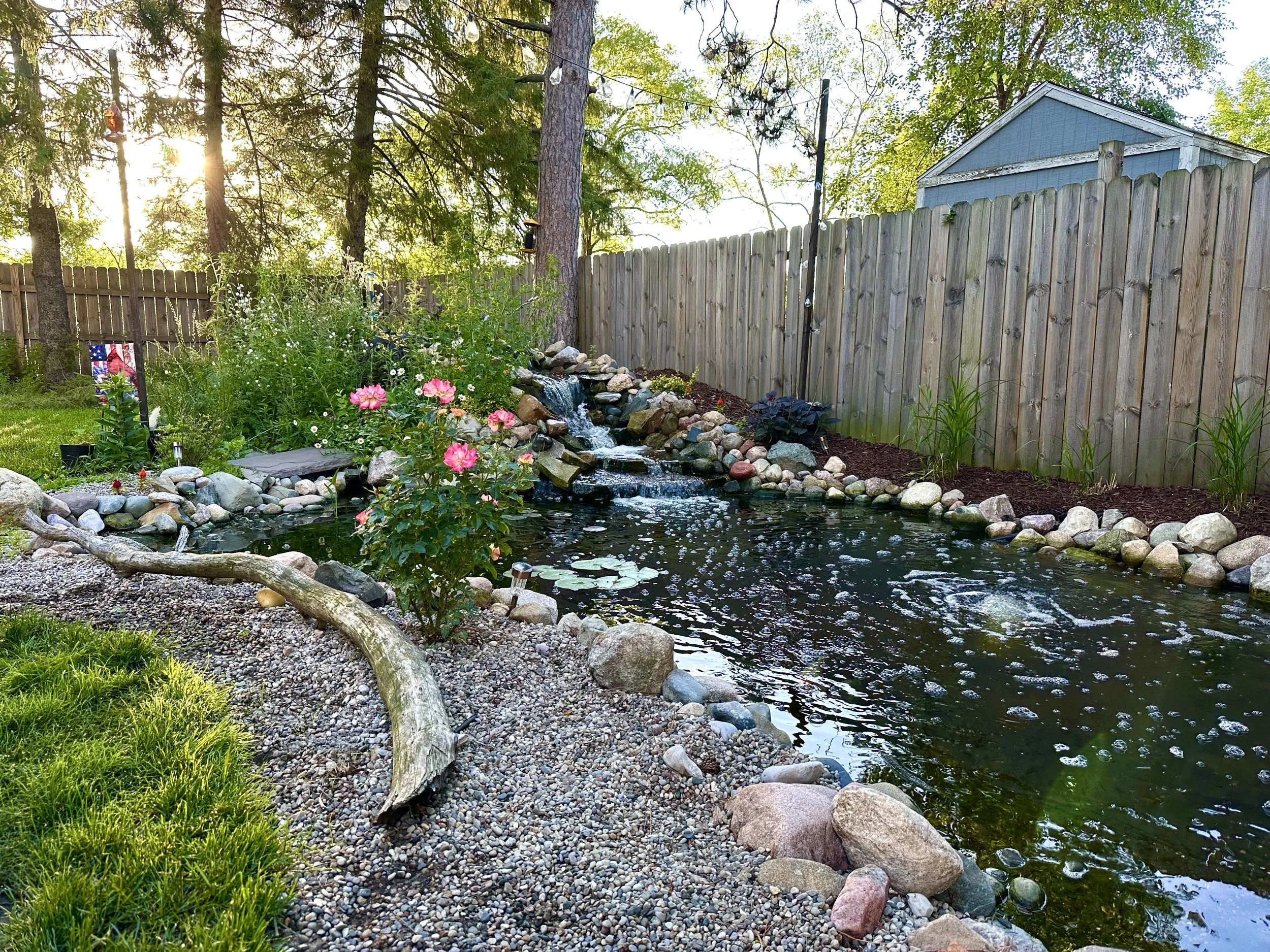 My Backyard Pond (And Why It Inspires My Art)