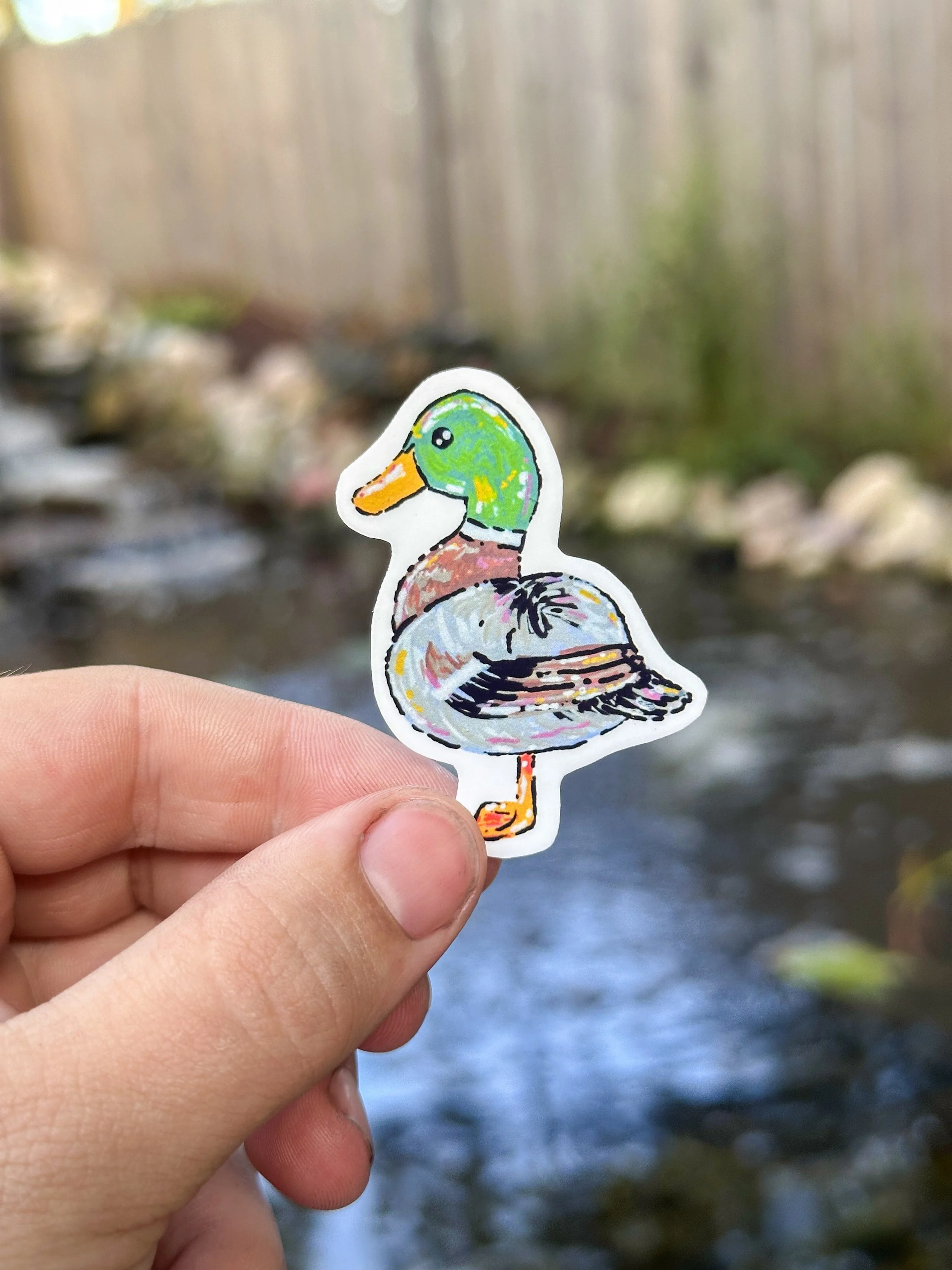 Small Mallard Duck Stickers 1.jpg