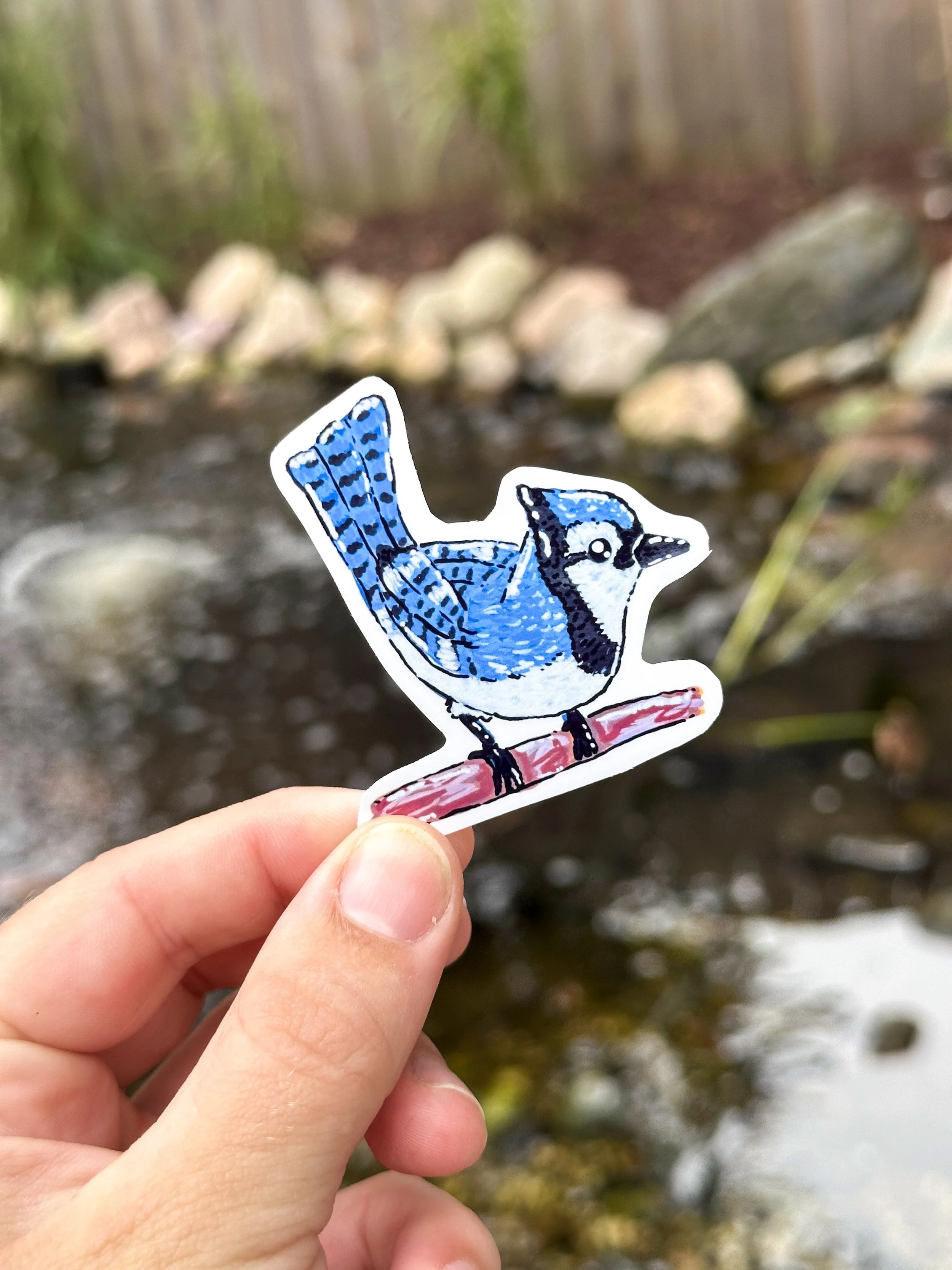 Med Blue Jay Sticker  2.jpg
